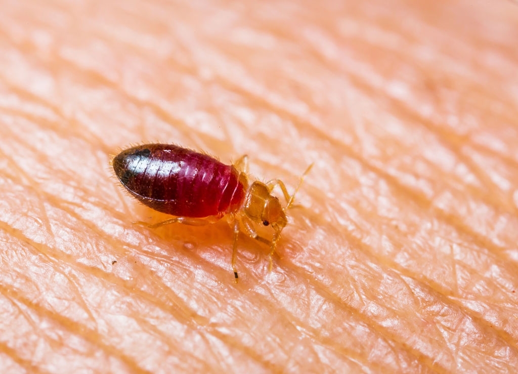 bed bug contro