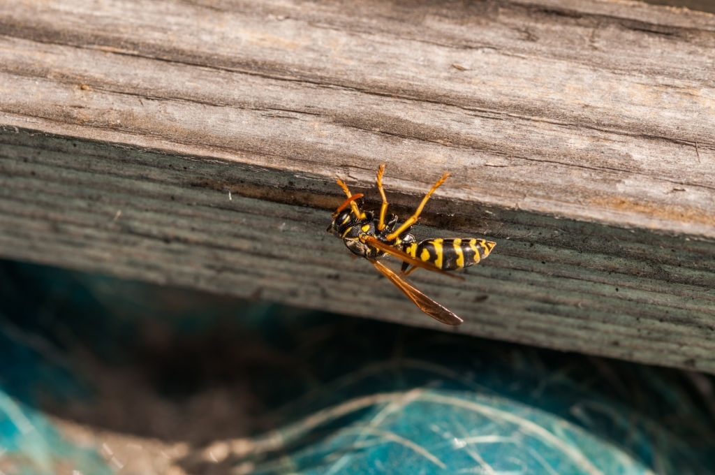 bee exterminator