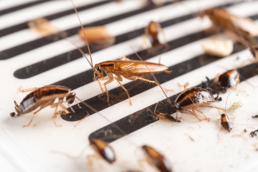 cockroach control costs