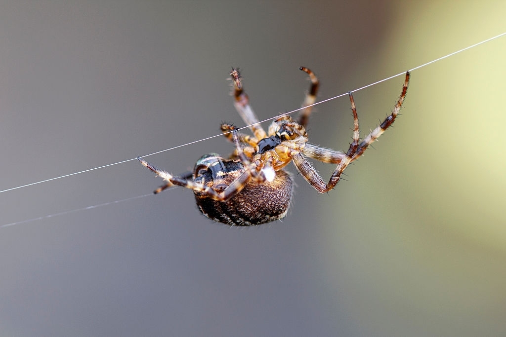 Barn Spider Control Services - Barn Spider Exterminators