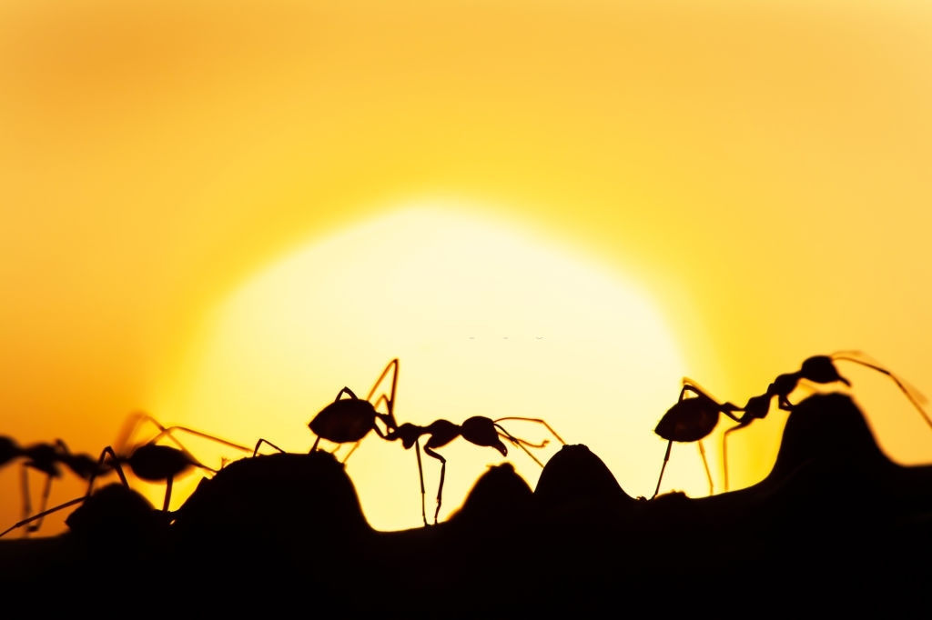 ant-control-indiana ant control indiana