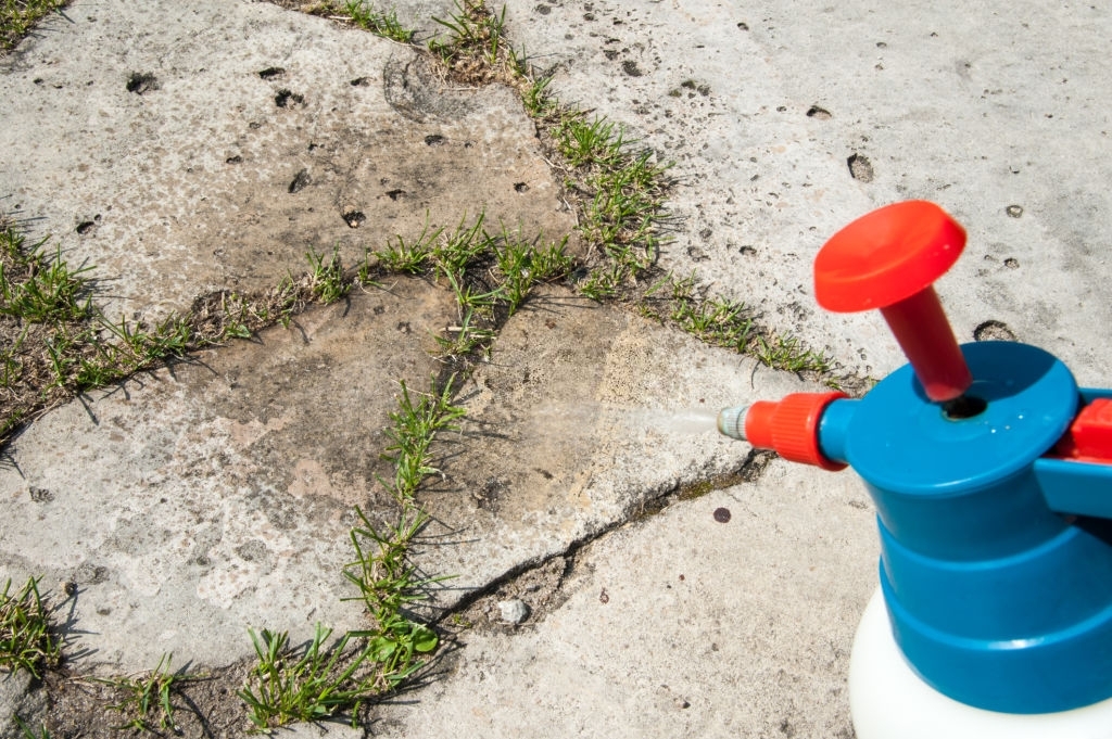 ant-exterminator ant exterminator