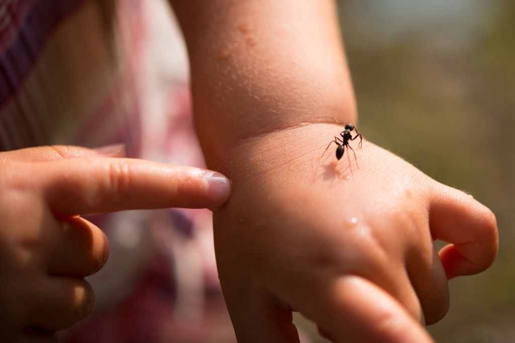 ant-treatment ant treatment
