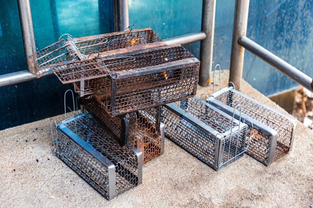 mouse-trap mouse trap