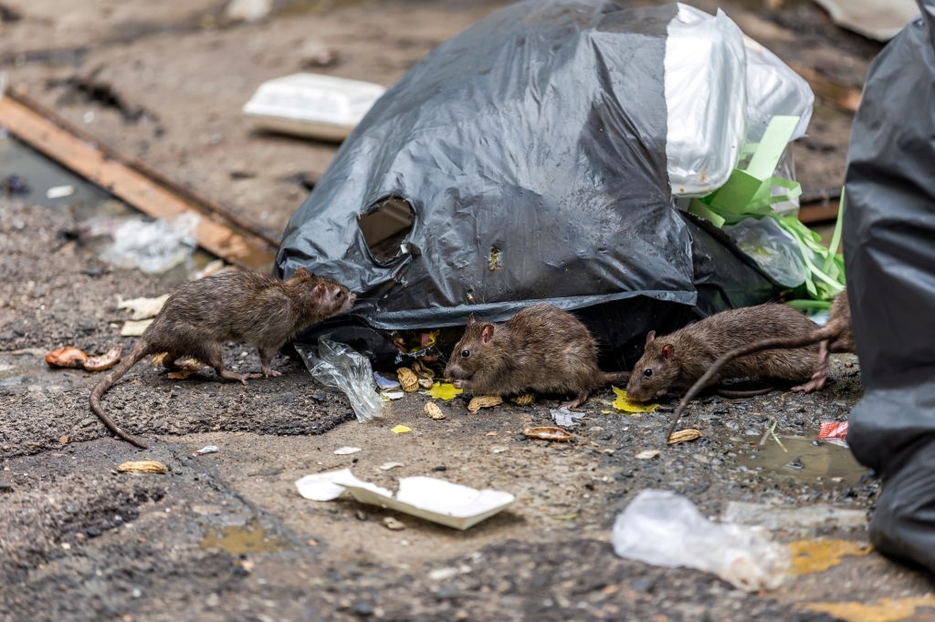 rat-control-cost rat control cost